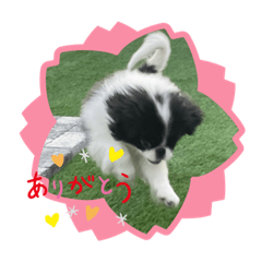 Japanese Chin's daily life stamp 5