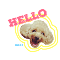 DogschoolDoghouseDD