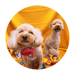 大空ちゃん茶々