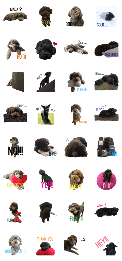 poodle poodle