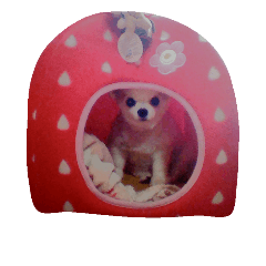 Chihuahua first Maruru