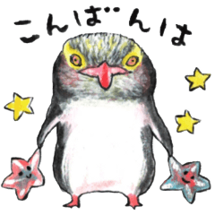 Yellow-eyed penguin mania