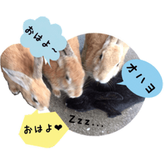 mido's rabbits