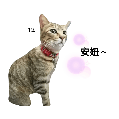 Cat-三隻阿貓的耍廢日常-吐