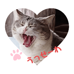 amechi_20210609203902