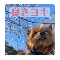 chocolat_20210610080000