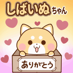 The daily life of moving Shibainu-chan