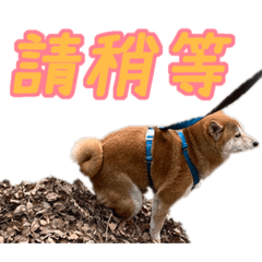 Toby先生2.0（我更實用了啦）