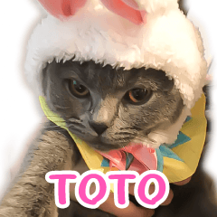TOTO the Cat, British Shorthair Vol.2