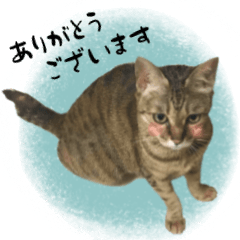 ミルク　カギシッポの猫 2