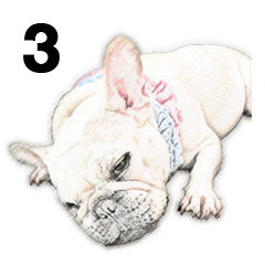Karaage French Bulldog 3