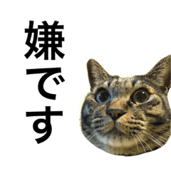 catwwww