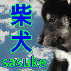 sasuke (shibadog)