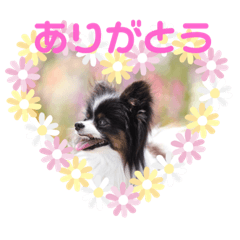 Dog Papillon Stu Stamps