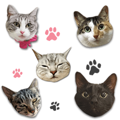 Cats of everyone stickers