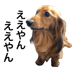 Dog Dachshund