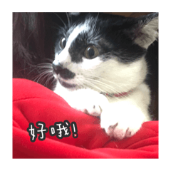 吉吉的無聊時光