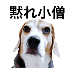 beagles jigsaw