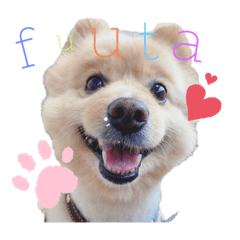 楓太 ♂ ポメラニアン