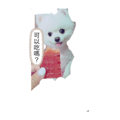 萌狗白博美