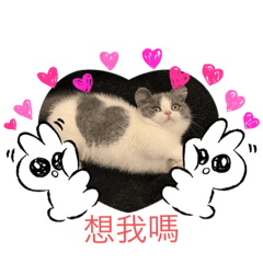 讓萌動物來迷倒你～