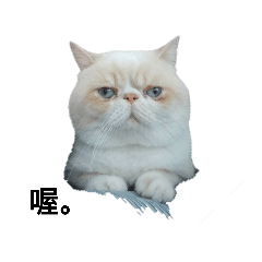 加菲貓-白白01