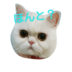 Mill(exoticshorthair)