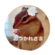 chipmunk!