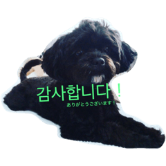 coco+Hangul(Poodle+Shih Tzu=Mixed dog)