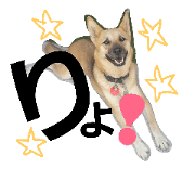 tamao is dog.3
