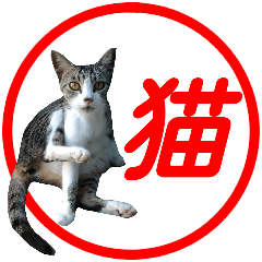 cat photo sticker toshi