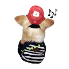 dogsalonwanroooooom