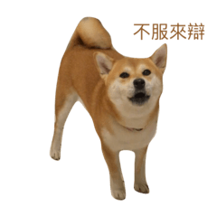 圓仔土豆日常