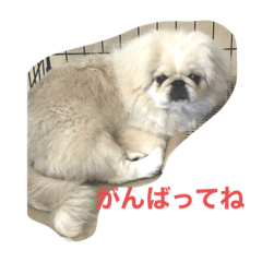 momoko_20210611091739