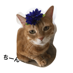 mycatstampwing