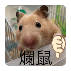 Mouse Zhizhi expression