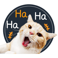 Cat Cute Cute Cat A