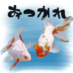 美しい 金魚のスタンプ 第2弾 背景付 Line スタンプ Line Store 美しい 金魚のスタンプ 第2弾 背景付 Line スタンプ Line Store
