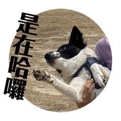 qqtangni