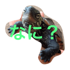turtle from sea