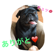 greeted by pug dog's Princess Monaka greeted by pug dog's Princess Monaka