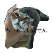 cat name muu2 cat name muu2