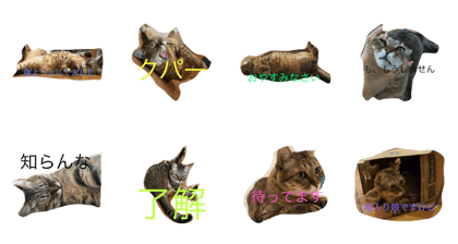 cat name muu2 cat name muu2