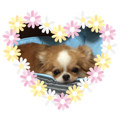 ringo_20210612090331