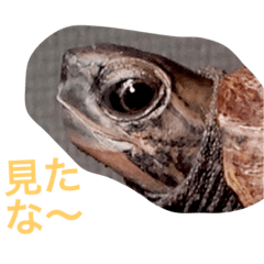 turtle ton
