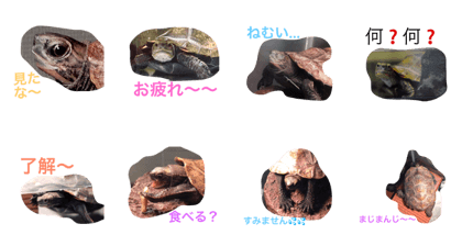 turtle ton turtle ton