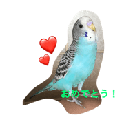 rara / tukumaru rara / tukumaru