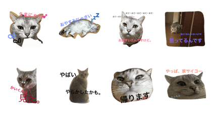 kaikunnoitiniti kaikunnoitiniti