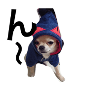 ChihuahuaKayle ChihuahuaKayle