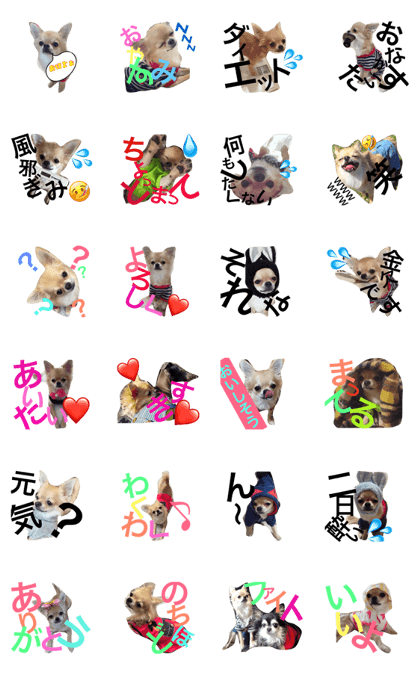 ChihuahuaKayle ChihuahuaKayle